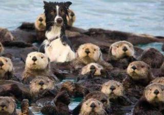 手机淘宝旺旺id在哪看到（淘宝旺旺号的复制）