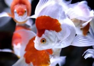 拼多多直播功能上线了吗？带你探索全新的购物体验