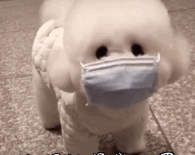 新手养狗，别养“娇气狗”，要养就养“比熊犬”