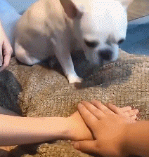 为啥养法国斗牛犬的人变多了？网友：养了后真香