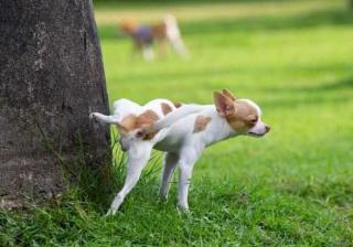 狗狗为何“抬腿”尿尿，其中的原因你可能还不清楚