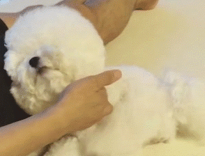 原来比熊“睡觉”的位置，和铲屎官脱不了关系