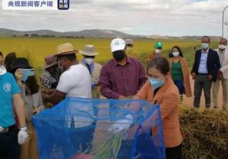 在马达加斯加种植的中国水稻再次实现高产