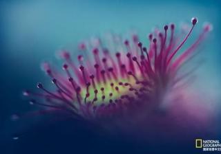 小心，这种植物会偷吃