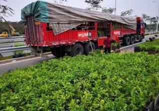 特色农业 乘风破浪