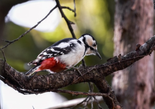 雅虎信息流推广效果好吗？雅虎跑优盘效果好吗？