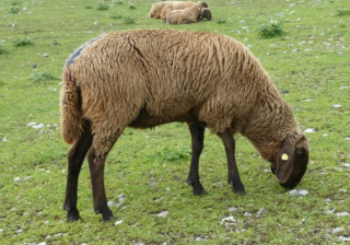 陌陌信息流广告在哪里开户？陌陌现在跑农业成本需要多少钱呢？