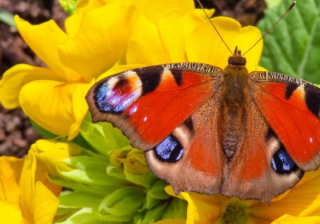 陌陌广告账户开通需要多少钱呢？陌陌现在跑剪纸成本需要多少钱？