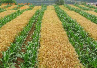 必应搜索广告流程出海企业的“助推剂” 搜索引擎广告投放指南