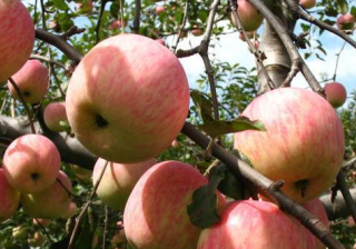 vivo信息流广告跑教育培训开户需要多少钱？