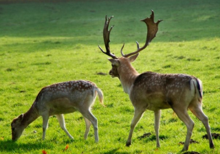 美图信息流推广账户怎么操作?美图跑皮带广告下单成本多少?