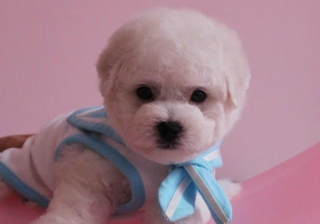 教育行业可以在oppo上投放广告吗?