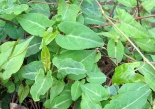 什么是oppo推广？推广有什么政策吗？