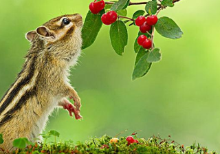 房地产行业在oppo商店投放广告有什么政策吗？