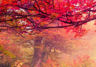 小米推广多少钱？小米怎么登陆推广入口？