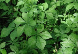 小米推广节庆用品有什么政策？有什么优惠活动？