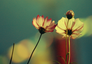 在上海魅族推广怎么做？推广化妆品广告怎么样？