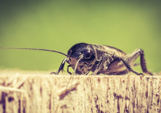 在uc上投放广告效果好吗？UC代理商哪家做的好？