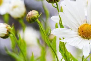 酷狗音乐广告怎么收费？酷狗音乐跑茶叶效果好吗？