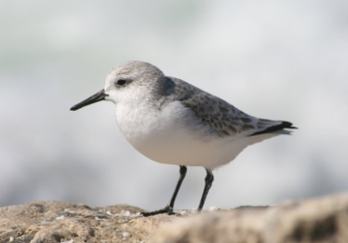 七猫小说广告政策有哪些？七猫现在跑服装行业效果怎么样？