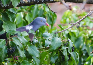酷狗现在跑加粉成本需要多少钱?酷狗现在推广那些产品呢？