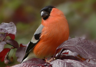 酷狗音乐广告怎么做?酷狗现在跑游戏直播注册成本需要多少钱呢？