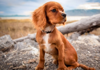 快手广告政策有哪些？快手现在跑假发成本需要多少钱呢？