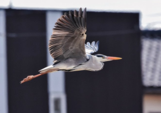 芒果TV视频广告客服电话是多少？芒果现在跑塑料成本需要多少钱呢？
