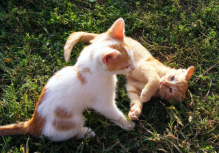 linkedin推广客服电话是多少？linkedin跑保险业返点好不好？