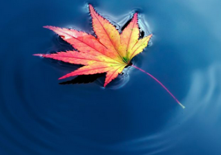 skype推广电话是多少？skype信息流广告怎么做？