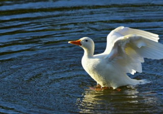 QQ浏览器广告推广怎么开户？QQ浏览器搜索开户客服怎么找？