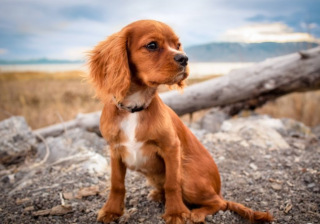 支付宝广告怎么做？支付宝大牌直降资源位如何投放?