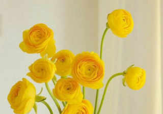 喜马拉雅广告优惠活动有哪些？喜马拉雅开户客服在哪里？