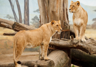 优酷广告投放推广有哪些平台？优酷现在跑什么效果好呢？