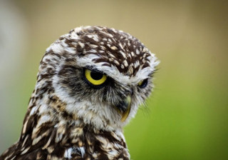 YouTube信息流广告怎么做？YouTube现在跑体操用品成本多少？