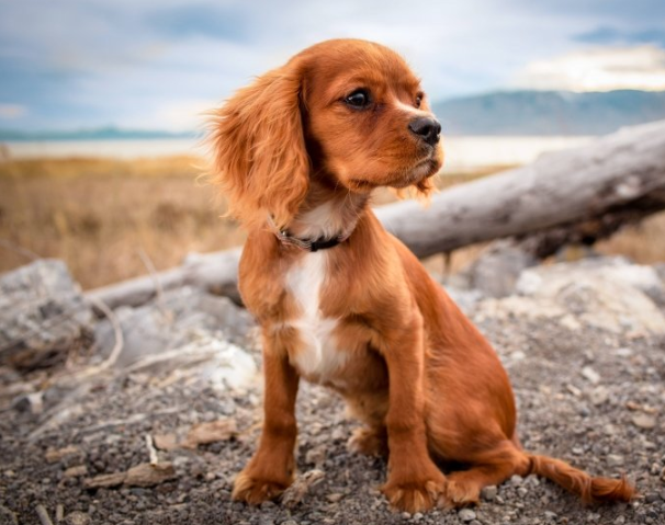 快手广告政策有哪些?快手现在跑假发成本需要多少钱呢? 快手广告政策有哪些?快手现在跑假发成本需要多少钱呢?