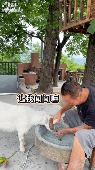 竟然挨揍冲上热榜！这是快手最欠的羊！-【快手广告开户】