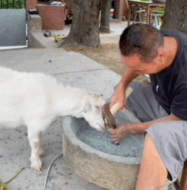 竟然挨揍冲上热榜！这是快手最欠的羊！-【快手广告开户】