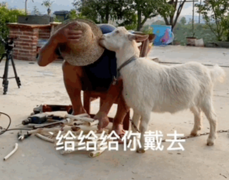 竟然挨揍冲上热榜！这是快手最欠的羊！-【快手广告开户】