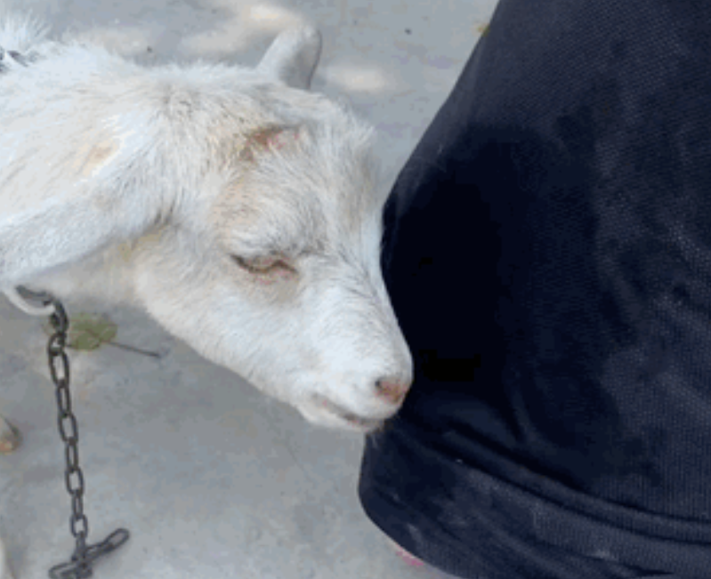 竟然挨揍冲上热榜！这是快手最欠的羊！-【快手广告开户】