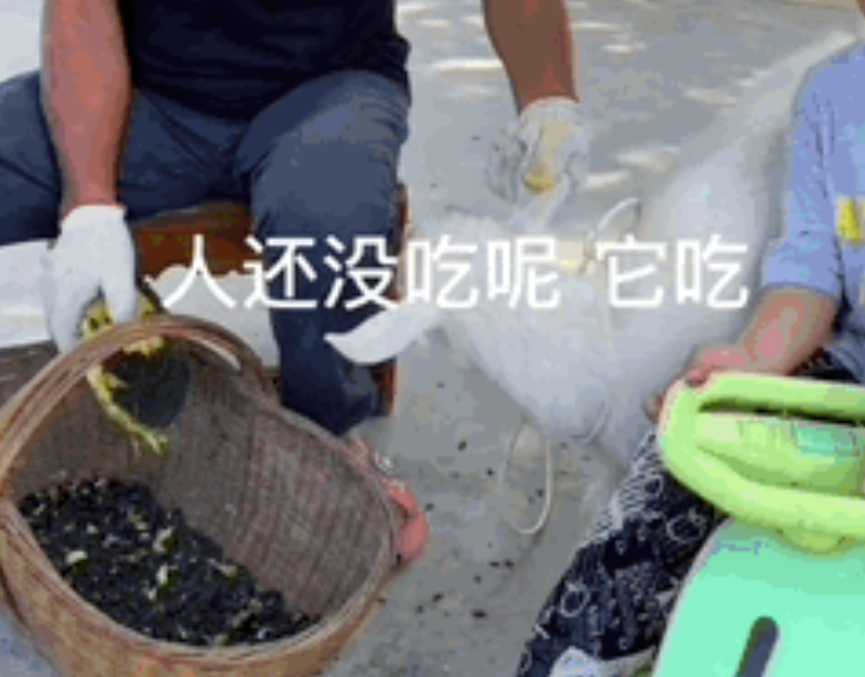 竟然挨揍冲上热榜！这是快手最欠的羊！-【快手广告开户】