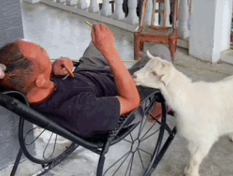 竟然挨揍冲上热榜！这是快手最欠的羊！-【快手广告开户】