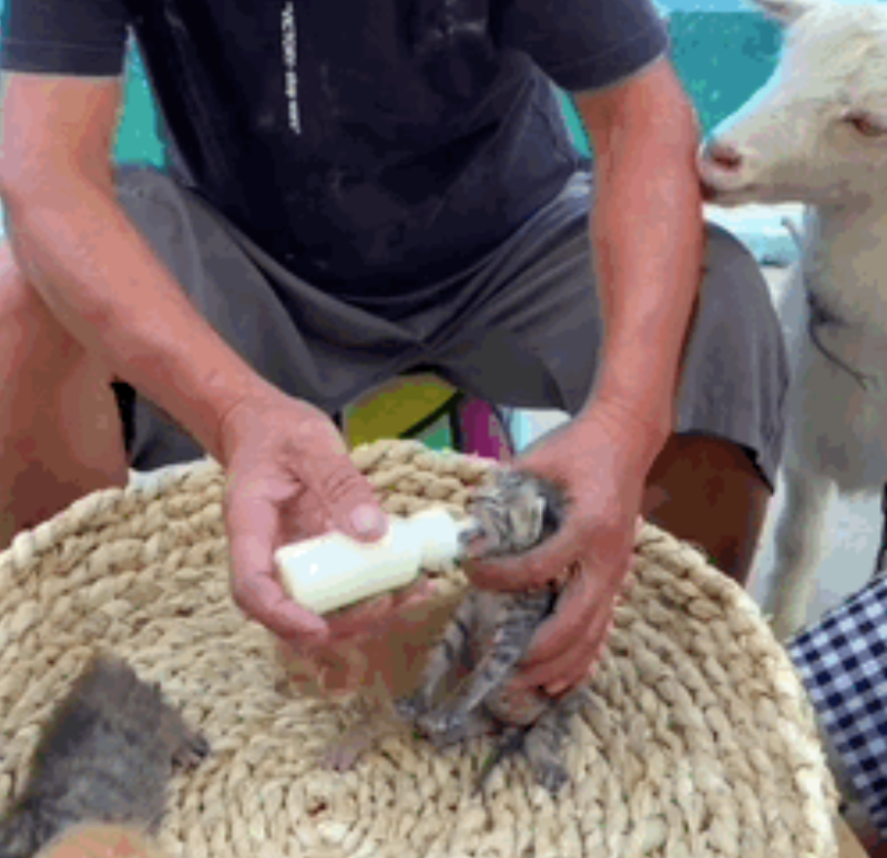 竟然挨揍冲上热榜！这是快手最欠的羊！-【快手广告开户】