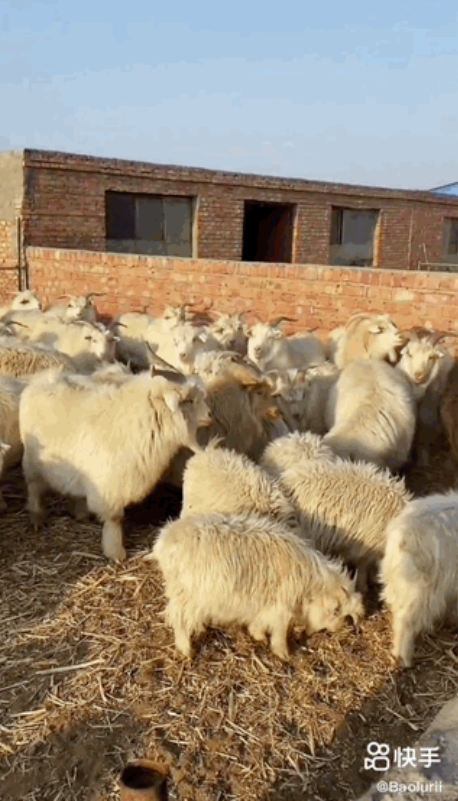 【快手广告开户代理商】赶草原的90后小伙和他213万粉丝的“瘾”