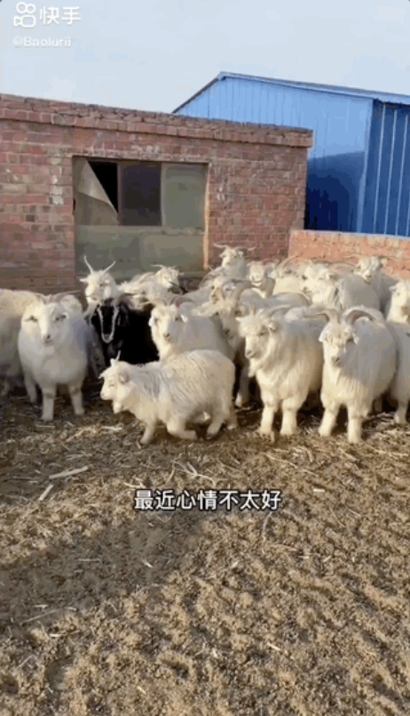 【快手广告开户代理商】赶草原的90后小伙和他213万粉丝的“瘾”