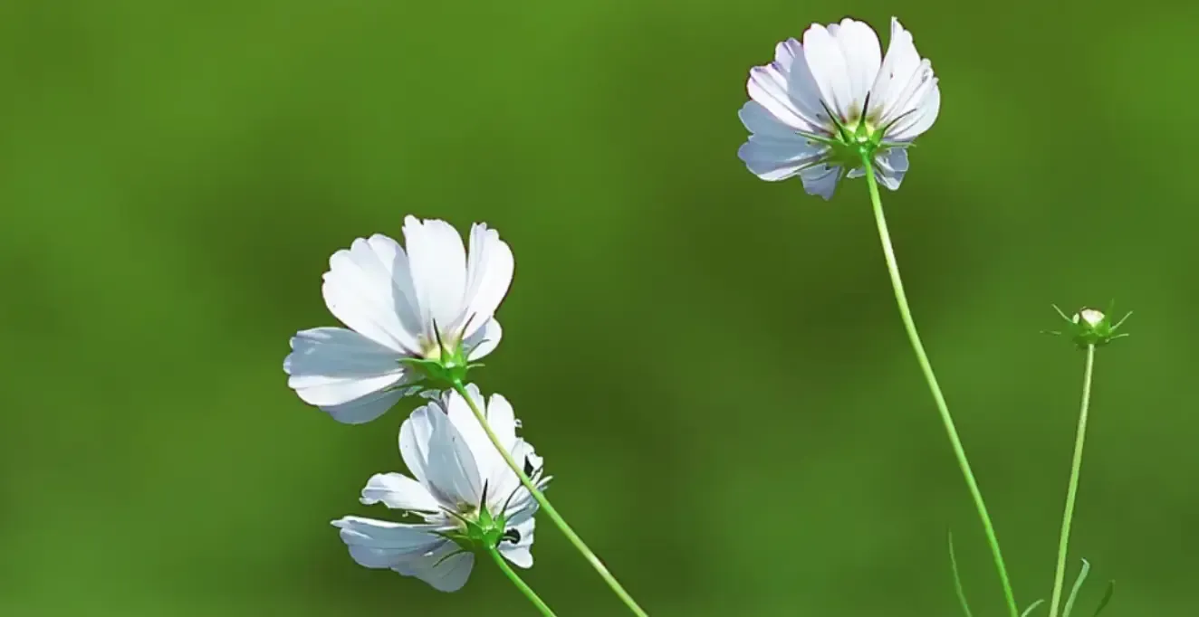 iOS常用第三方库（OC篇）