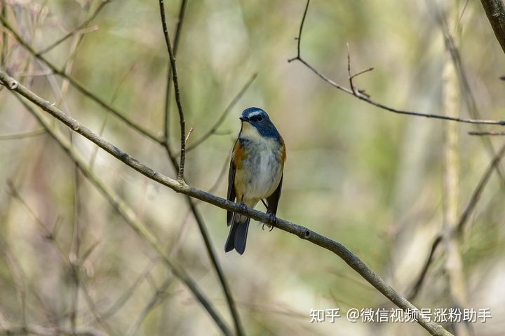 一篇可以让抖音快速涨粉的10个渠道