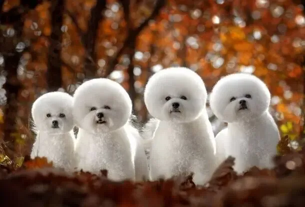 岁月|逗比欢乐多—会变脸的比熊 岁月|逗比欢乐多—会变脸的比熊