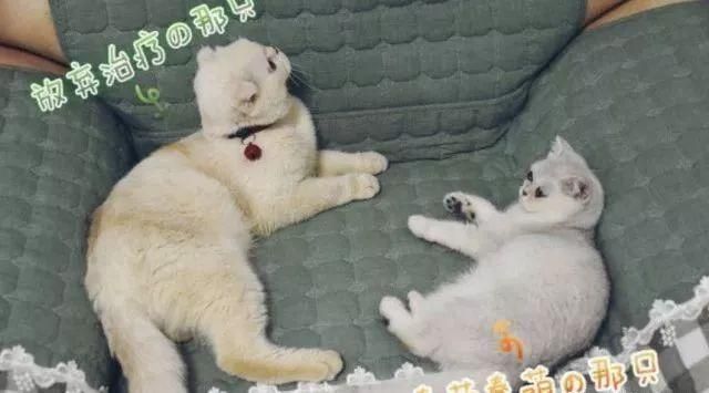 大线索报道：抖音网红排名揭晓，第一名居然是