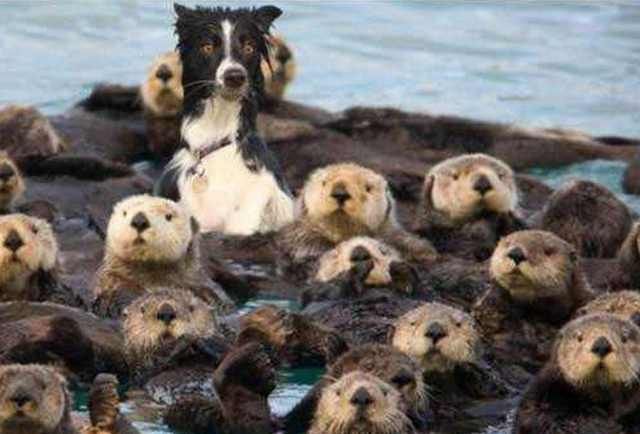 手机淘宝旺旺id在哪看到(淘宝旺旺号的复制) 手机淘宝旺旺id在哪看到(淘宝旺旺号的复制)